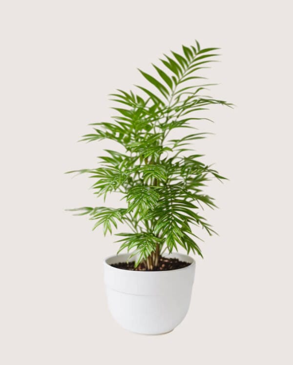 shop53-nature-3-1 Product Image